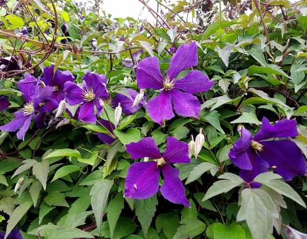 La taille des clématites à floraison estivale