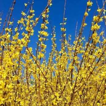 La taille du forsythia