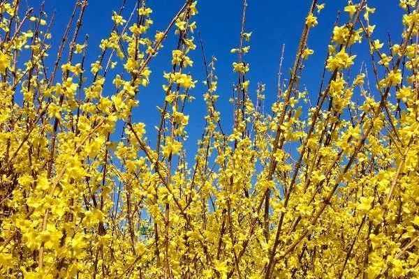 La taille du forsythia