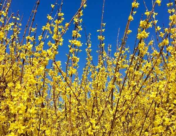 La taille du forsythia