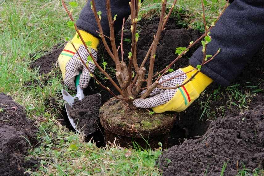 conseils plantation, idees reçues sur la plantation, plantation fausses bonnes idées