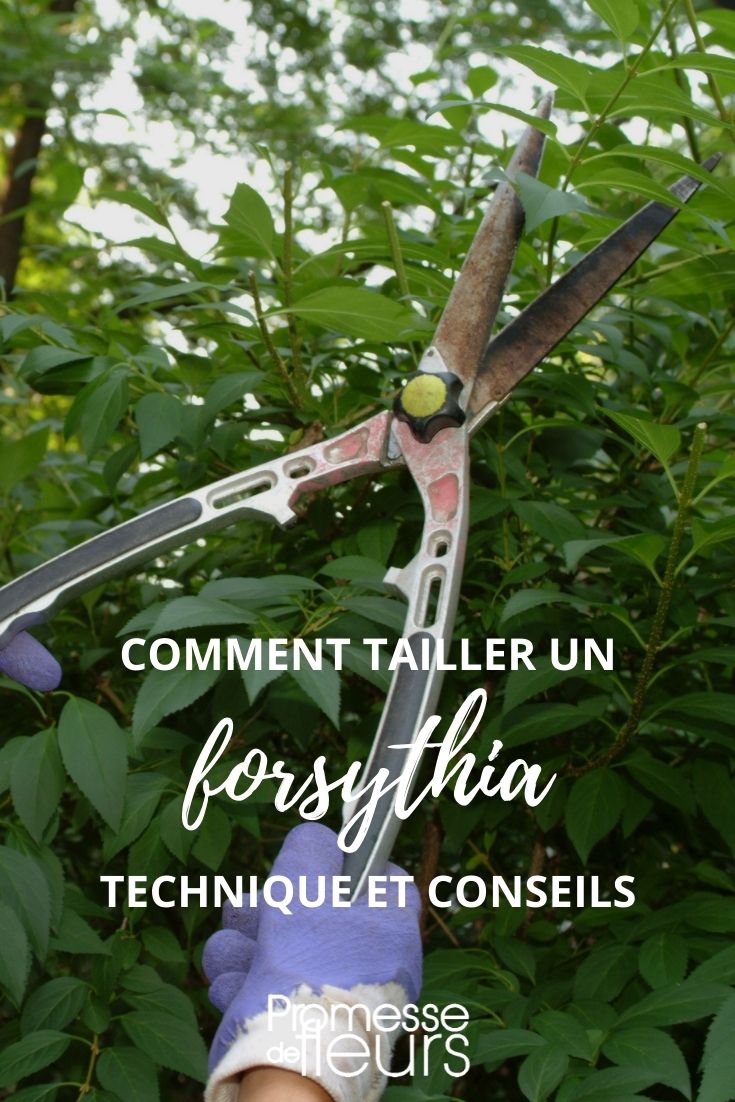 tailler un forsythia