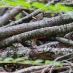 Un tas de branches ou de bois mort pour la faune du jardin