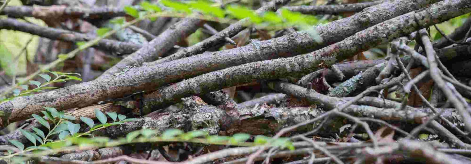 Un tas de branches ou de bois mort pour la faune du jardin