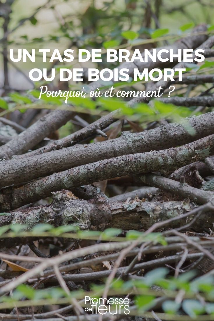 tas de branches ou de bois