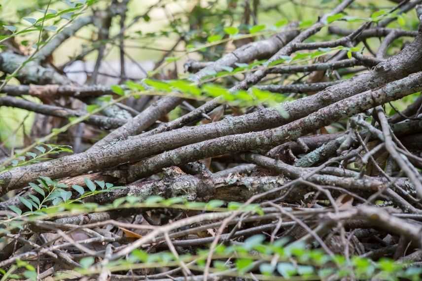 tas de branches