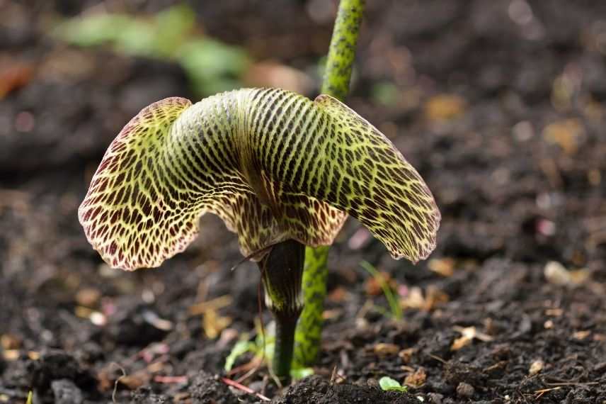 plante cobra vivace rare, cobra lily
