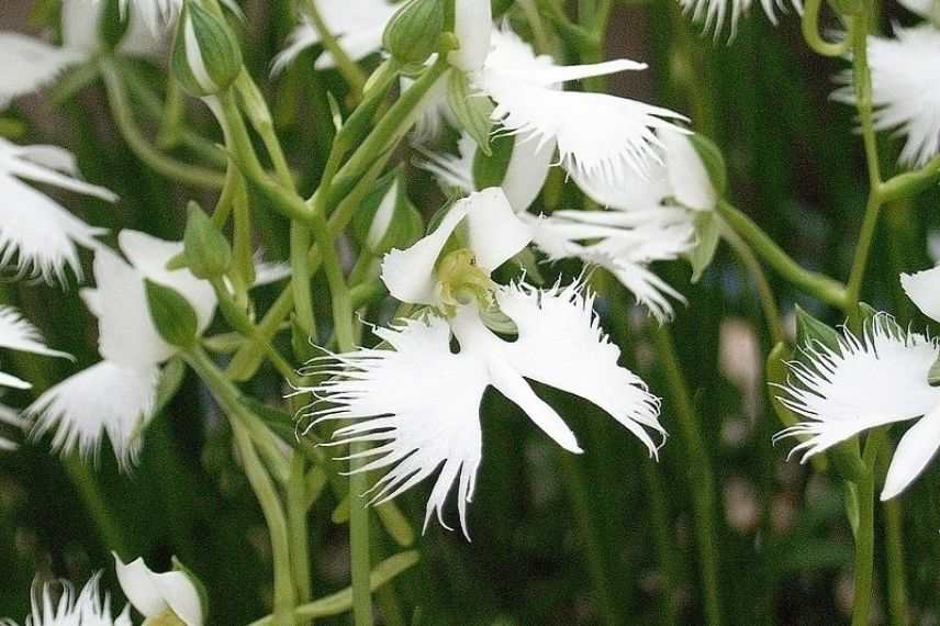 orchidée rare, orchidée colombe