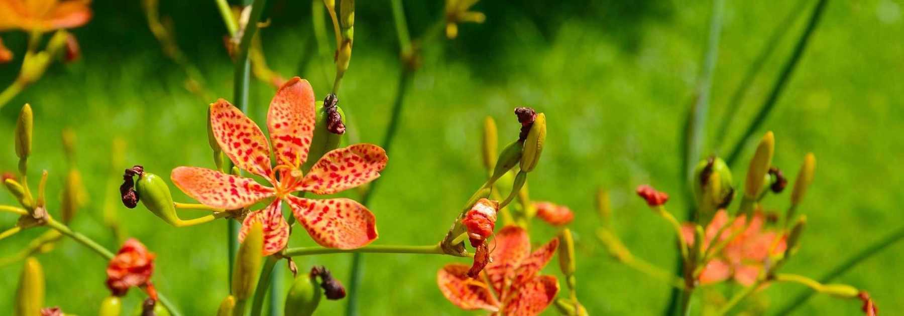 Tout connaitre de la bruyère d'hiver , une plante vivace parfaite -   - Spécialiste des plantes de jardin