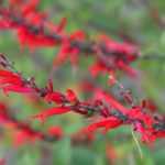 8 vivaces à fleurs rouges pour enflammer le jardin