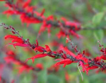 8 vivaces à fleurs rouges pour enflammer le jardin - Promesse de Fleurs