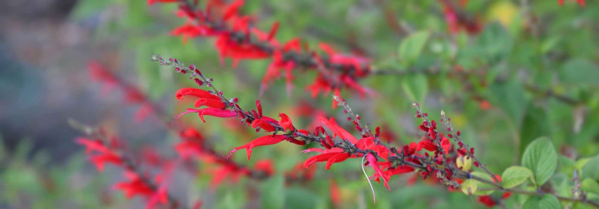 8 vivaces à fleurs rouges pour enflammer le jardin