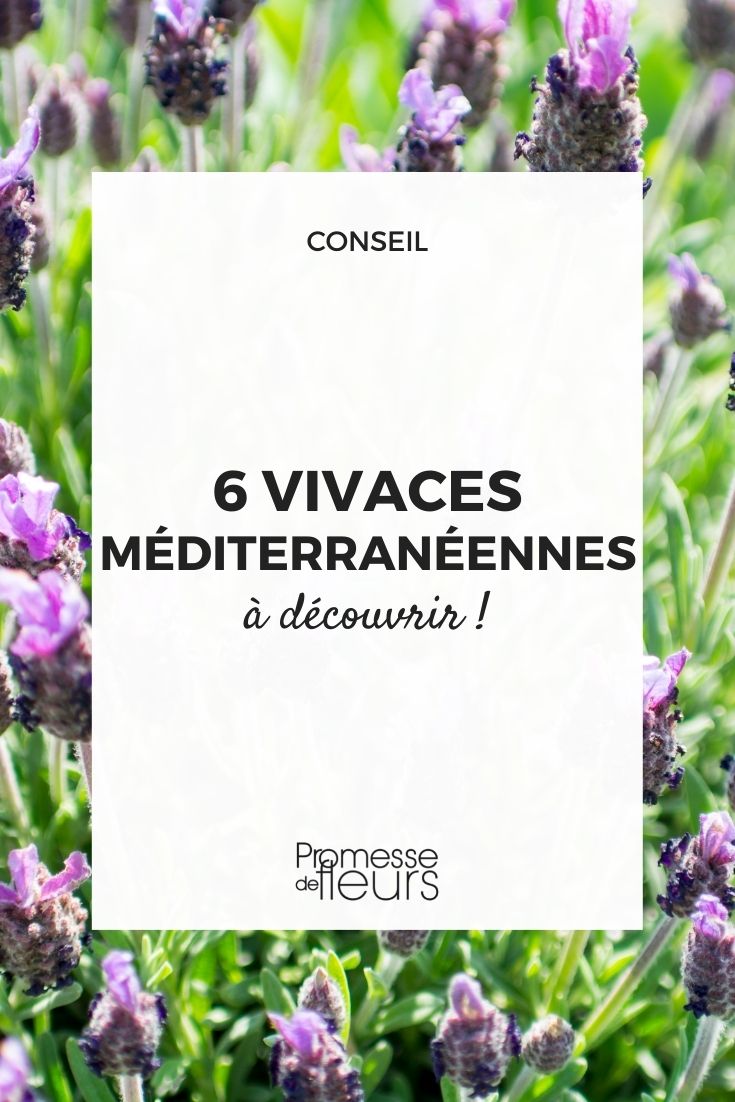 6 vivaces méditerranéennes - Promesse de Fleurs