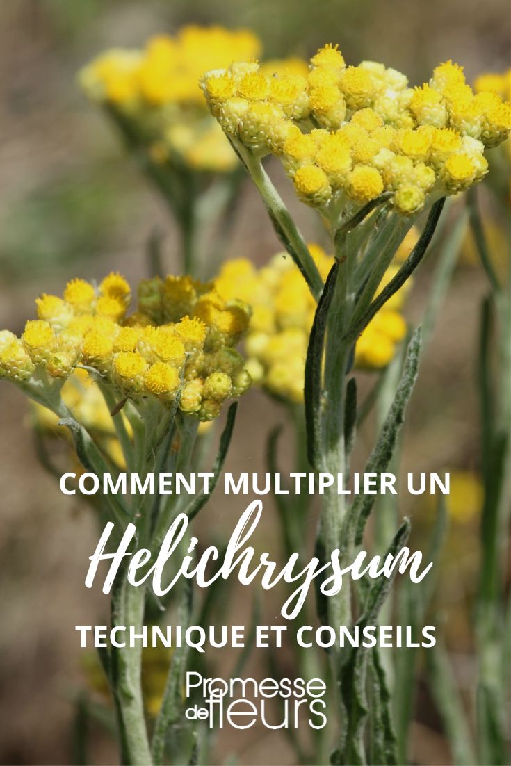 bouturer semer diviser helichryse immortelle