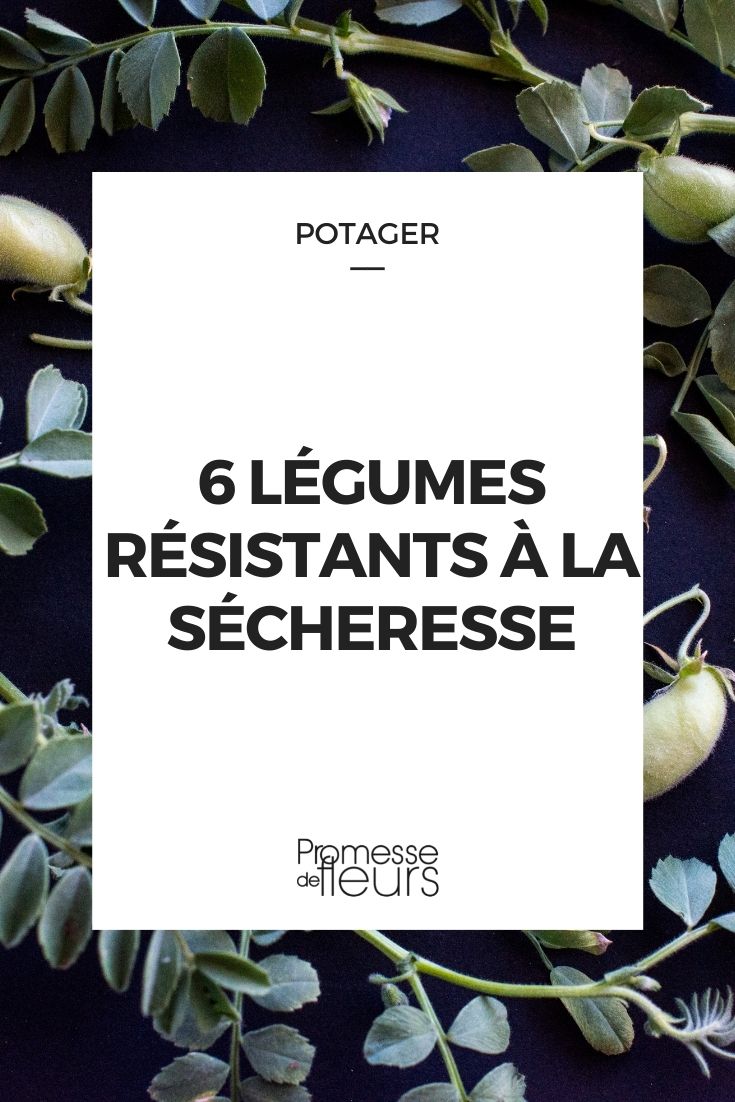 6 légumes résistants à la sécheresse