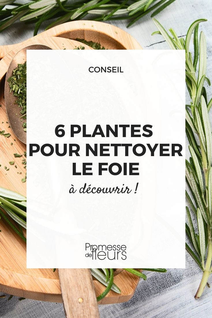 6 plantes pour nettoyer le foie - Promesse de Fleurs