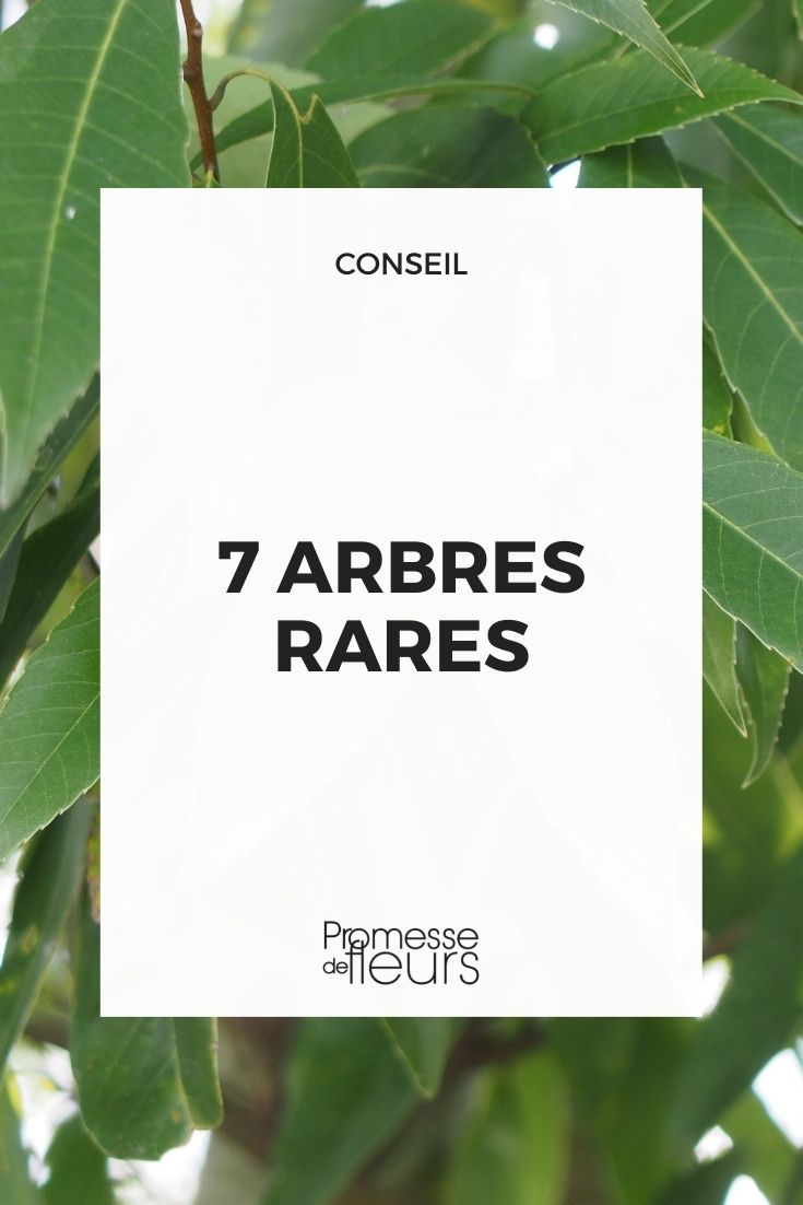7 arbres rares
