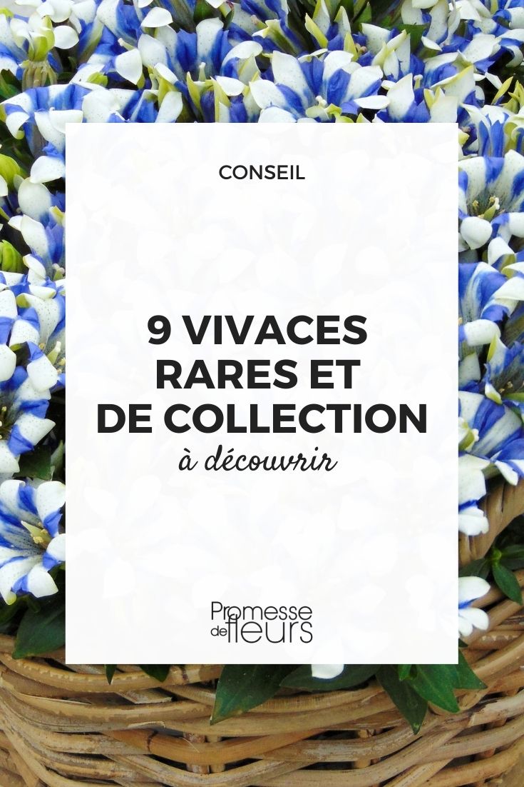 vivaces rares à découvrir