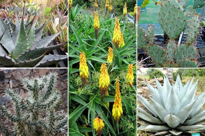 Associer l'Aloe : avec des cactus et plantes grasses