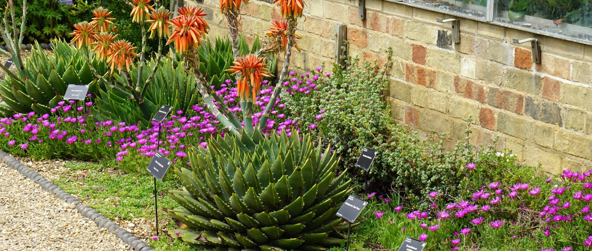 Comment entretenir un Aloe Vera ? - Elle Décoration