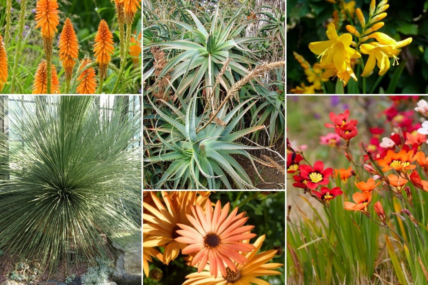 Associer l'Aloe : dans un jardin aride aux tons chauds