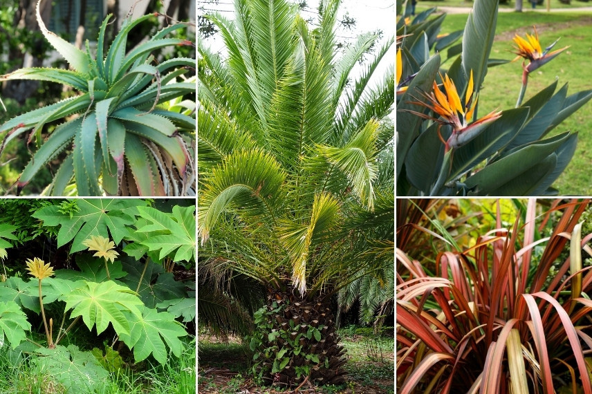 Associer l'Aloe : dans un jardin exotique et luxuriant