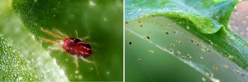 Les maladies et parasites de l'Aloé : les araignées rouges