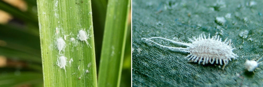 Les maladies et parasites de l'Aloé : cochenilles farineuses