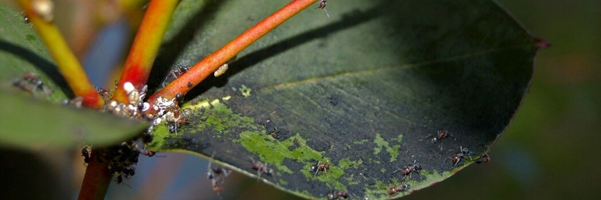 Les maladies et parasites de l'Aloé : la fumagine