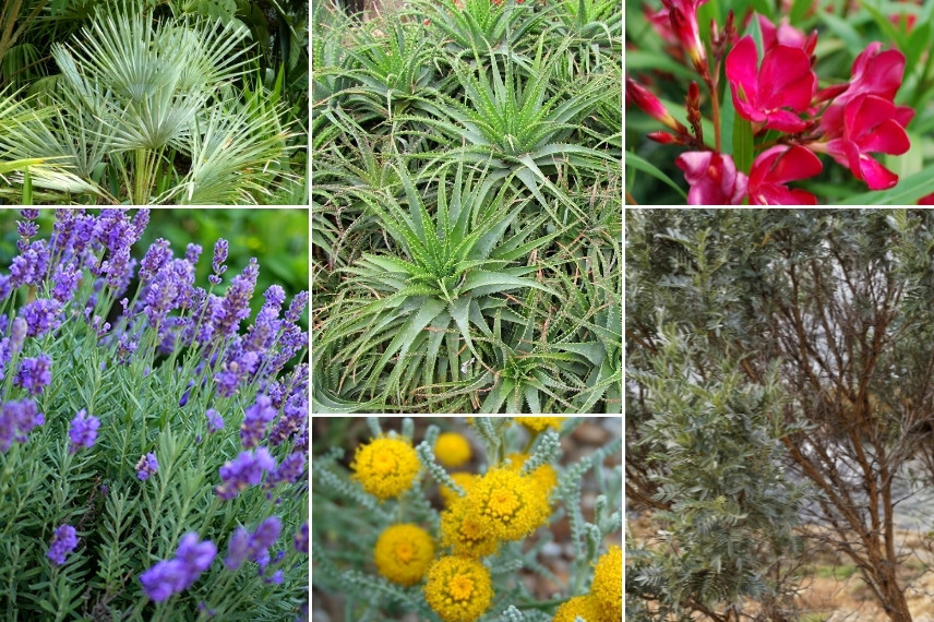 Associer l'Aloe : dans un jardin méditerranéen