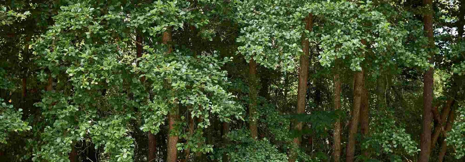 Jusqu'à quel âge vivent les arbres ? : Questions du mois