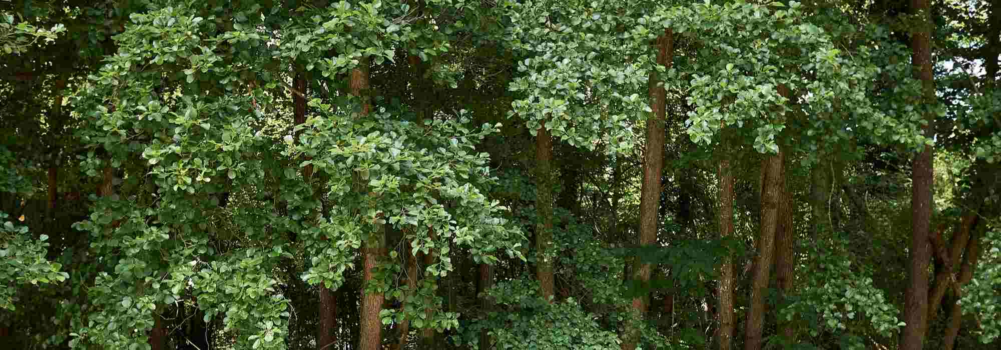 Sol gorgé d'eau : quelles plantes choisir pour un terrain humide?