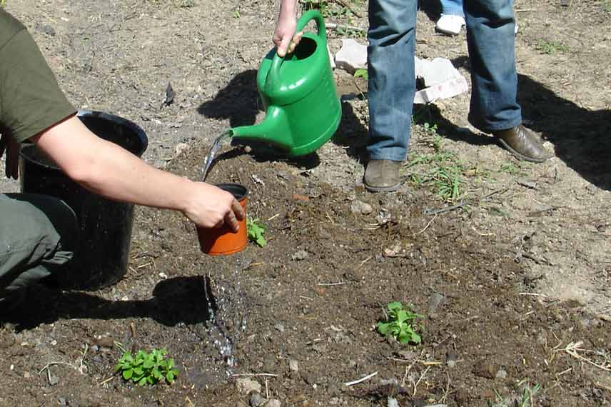 Arrosage de la stevia fraîchement plantée