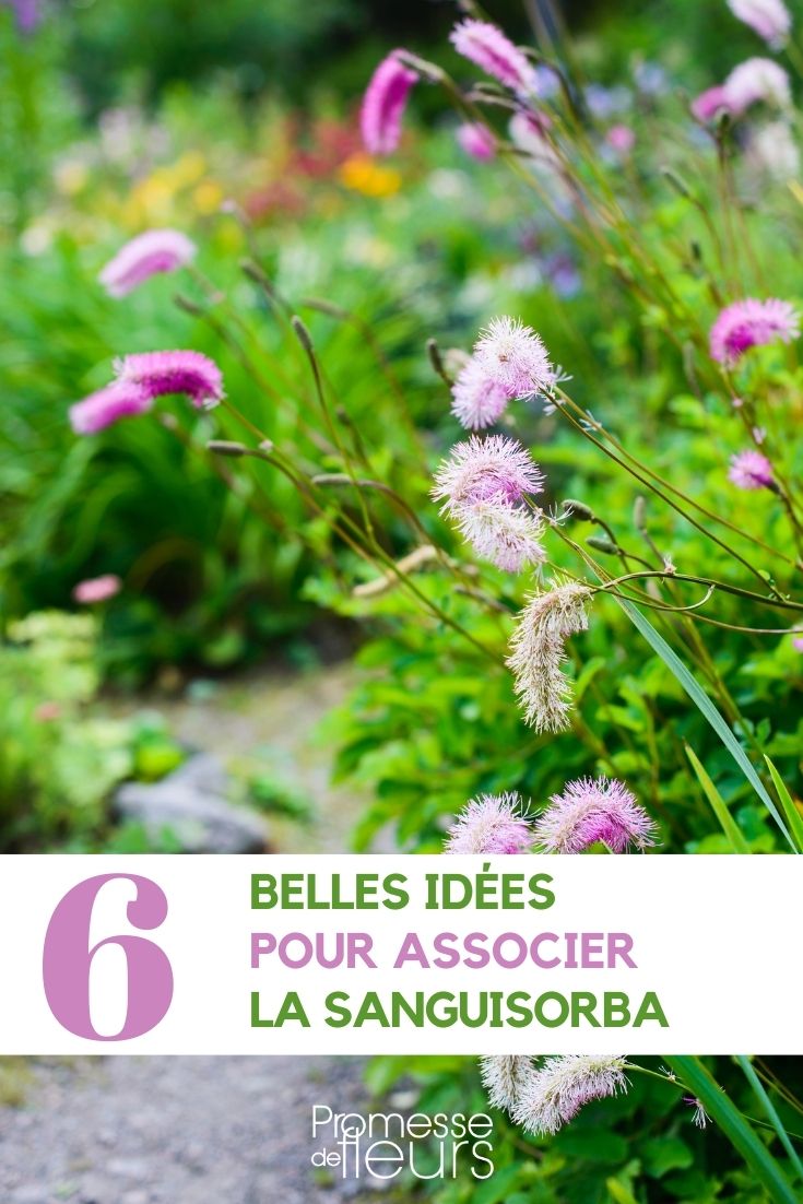 Sanguisorbe : 6 idées d'association