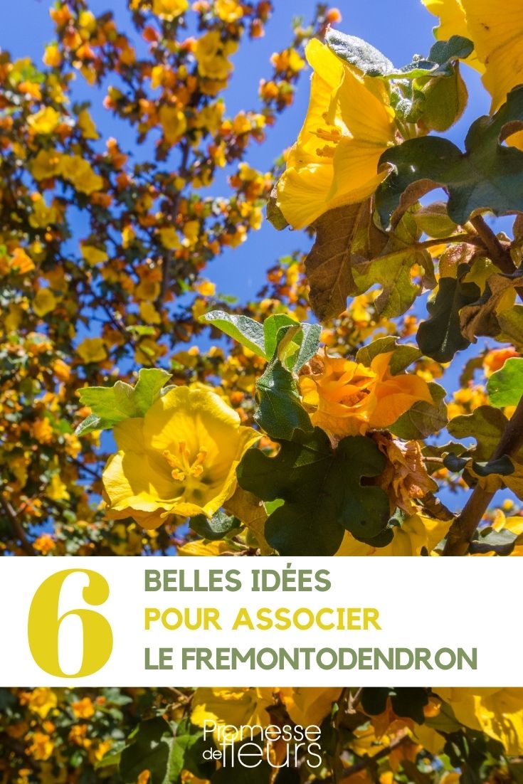 association fremontodendron jardin