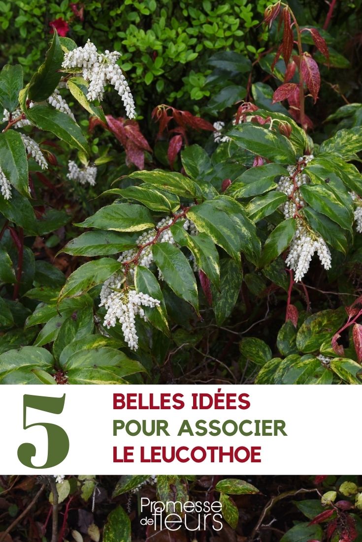 Associer le leucothoe