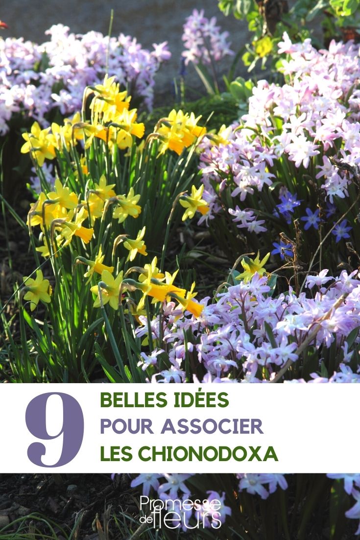 Associer les Chionodoxas