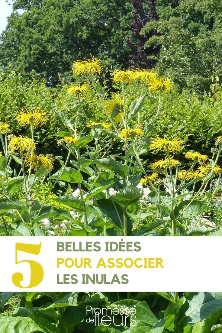 association inule inula aunée au jardin