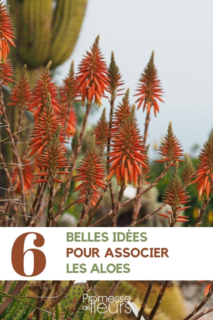 Associer les aloes