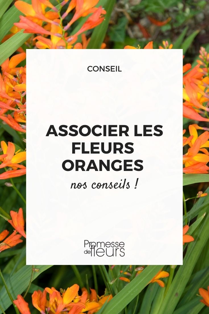 association de fleurs couleur orange