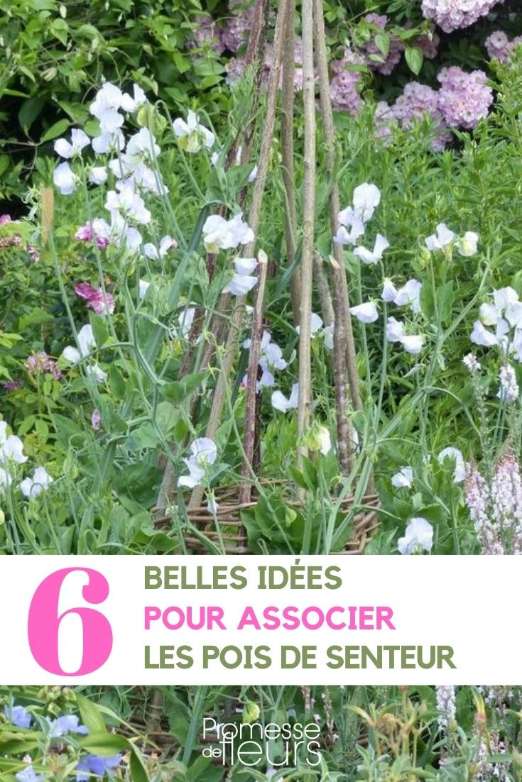 associations pois de senteur