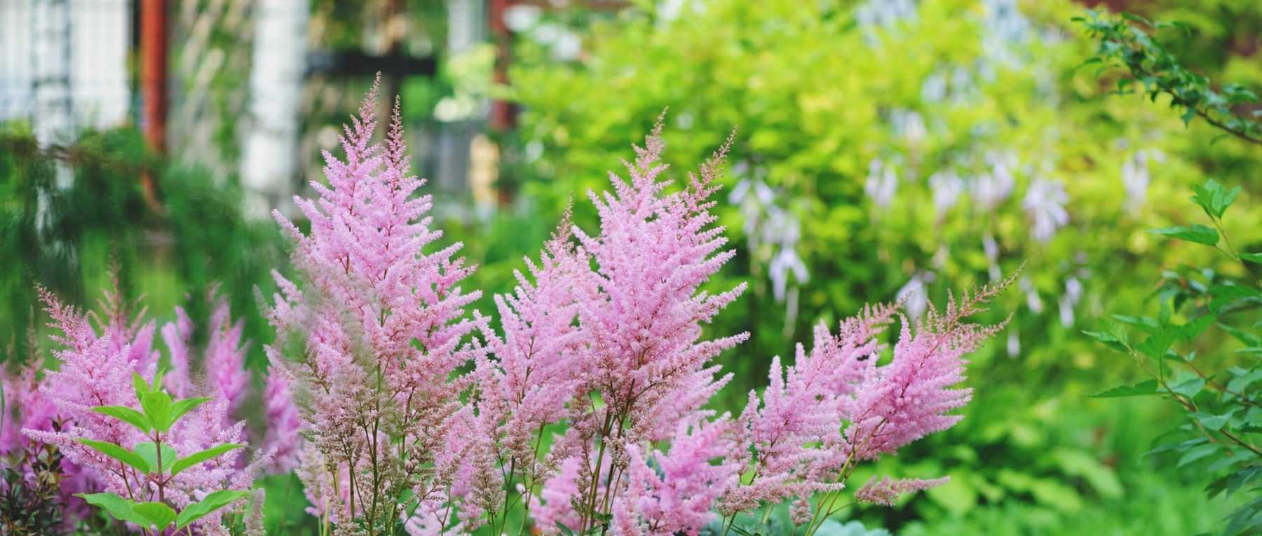 Choisir une Astilbe