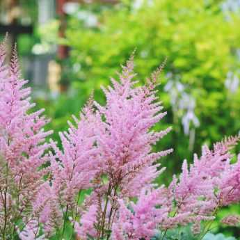 Astilbe 'Prof. van der Wielen' - Van Berkum Nursery