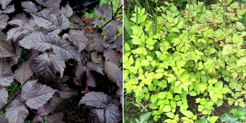 Choisir une astilbe : les variétés au feuillage coloré