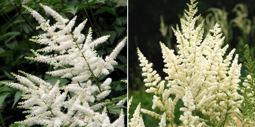 Choisir une astilbe : les variétés à fleurs blanches