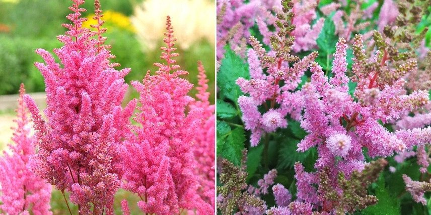 Choisir une astilbe : les variétés à fleurs roses