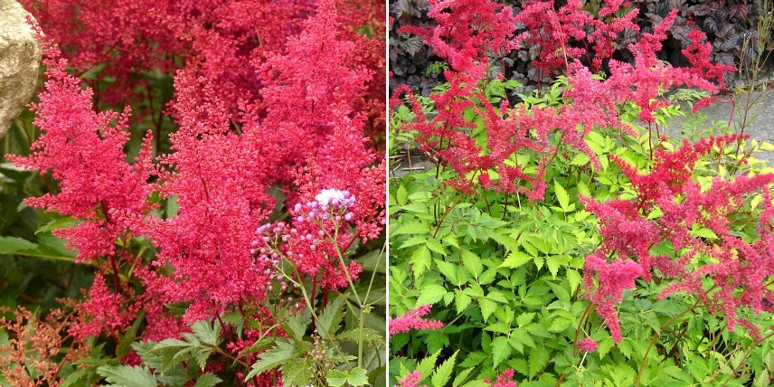 Choisir une astilbe : les variétés à fleurs rouges