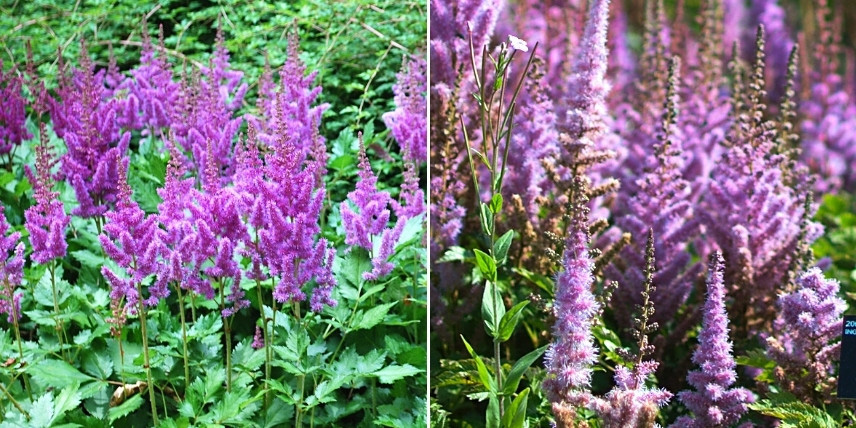 Choisir une astilbe : les variétés à fleurs violet - mauve