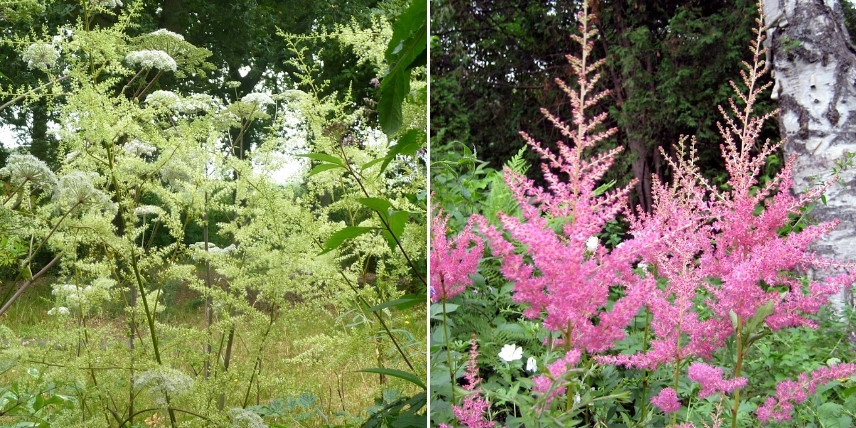 Choisir une astilbe : les plus grandes variétés