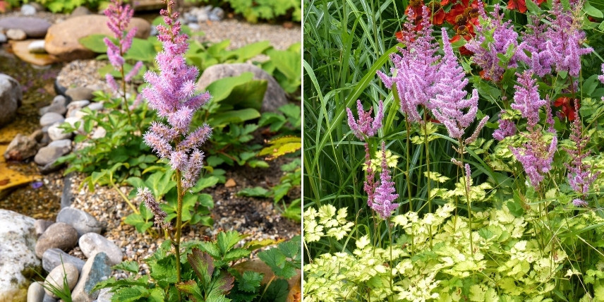 Choisir une astilbe : les plus petites variétés